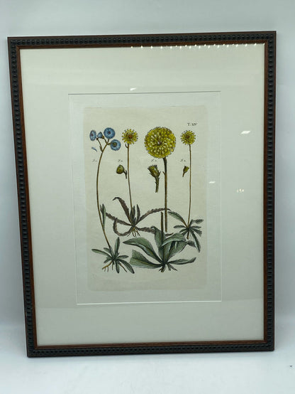 PRINT BOTANICAL BILLY  BUTTONS BLUE AND YELLOW