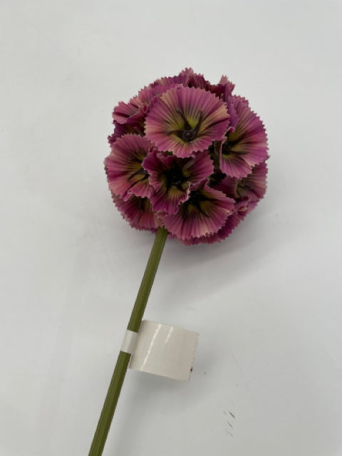 SCABIOSA POD STEM DARK PURPLE 22"