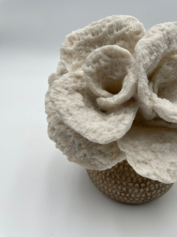 WHITE CORAL FLOWER ON COPPER BASE