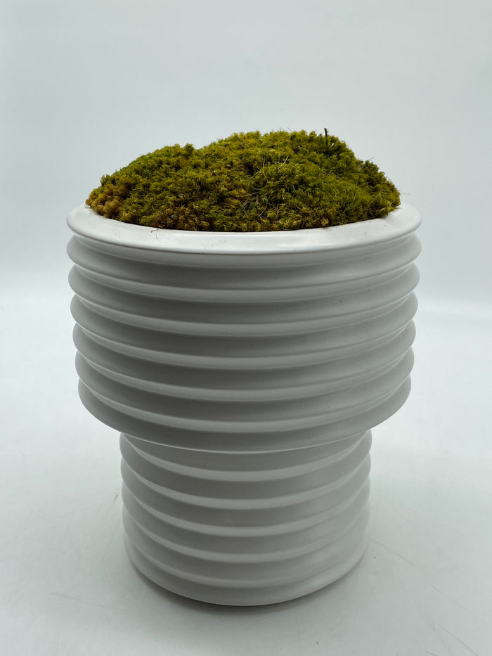 WHITE RIBBED CERAMIC POT WITH MOSS
