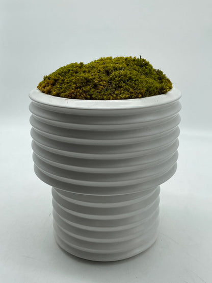 WHITE RIBBED CERAMIC POT WITH MOSS