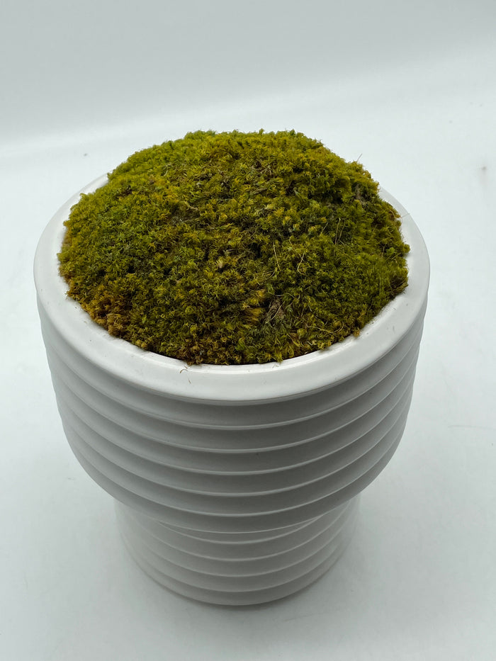 WHITE RIBBED CERAMIC POT WITH MOSS